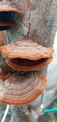 Ganoderma zonatum