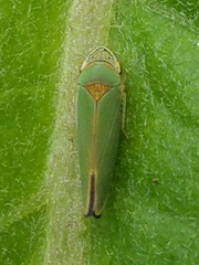 Cicadellinae