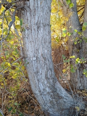 Populus fremontii