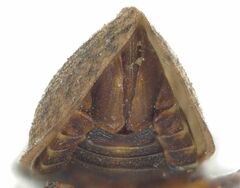Tiaja
