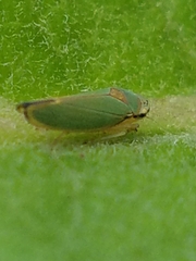 Cicadellinae
