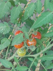 Solanum pimpinellifolium