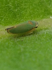 Cicadellinae