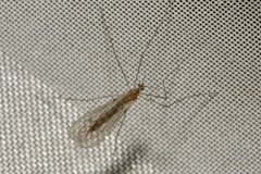 Trichocera annulata