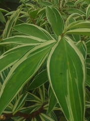 Alpinia zerumbet