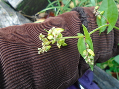 Fagopyrum esculentum