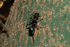 Cephalotes atratus