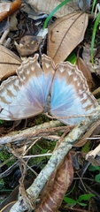 Morpho helenor