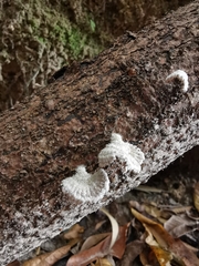 Schizophyllum commune