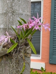 Encyclia adenocaula