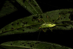 Panacanthus cuspidatus