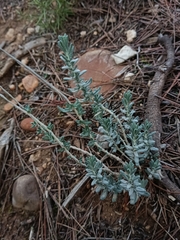 Teucrium capitatum