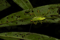 Panacanthus cuspidatus
