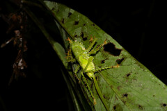 Panacanthus cuspidatus