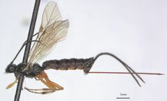 Pimplinae
