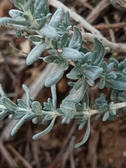 Teucrium capitatum