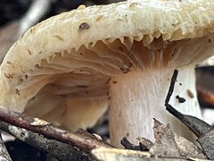 Bolbitius aleuriatus