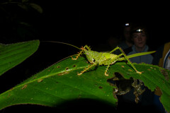 Panacanthus cuspidatus