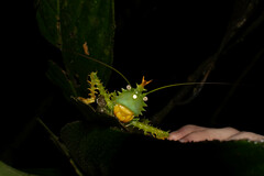 Panacanthus cuspidatus