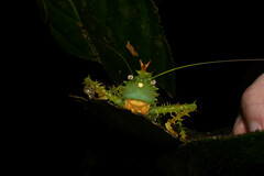 Panacanthus cuspidatus