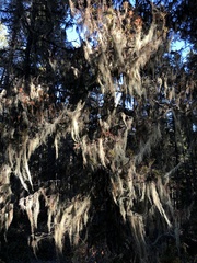 Alectoria sarmentosa