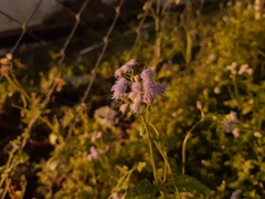 Eupatorieae