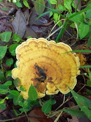 Trametes ochracea