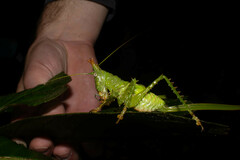 Panacanthus cuspidatus