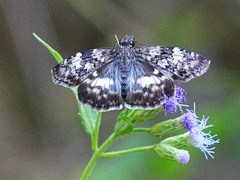 Chiomara georgina