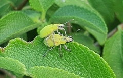 Entiminae