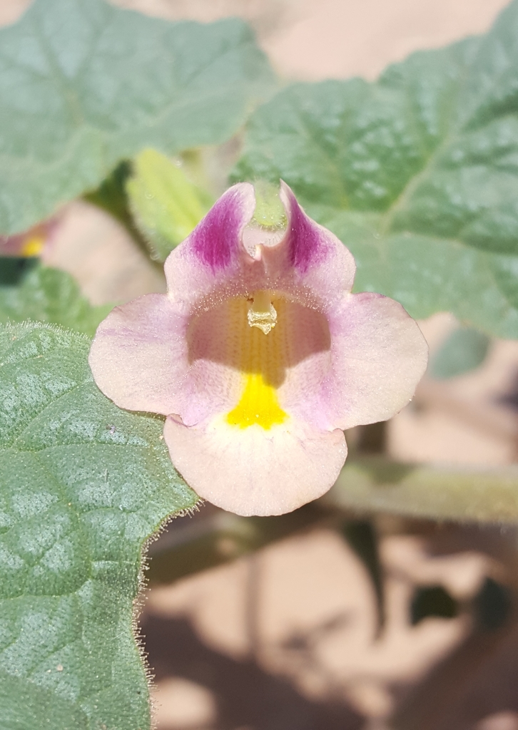 Doubleclaw (Proboscidea parviflora)