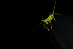 Panacanthus cuspidatus