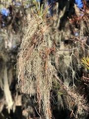 Alectoria sarmentosa