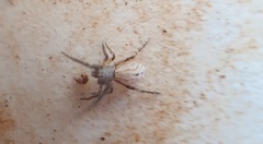 Uloborus walckenaerius