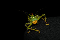 Panacanthus cuspidatus