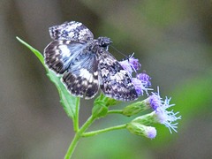 Chiomara georgina