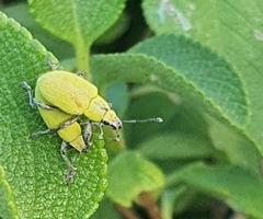 Entiminae