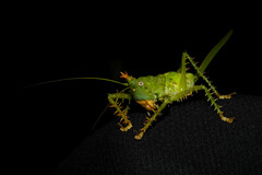 Panacanthus cuspidatus