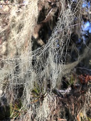 Alectoria sarmentosa