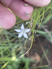 Wahlenbergia virgata