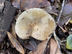 Bolbitius aleuriatus