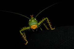 Panacanthus cuspidatus