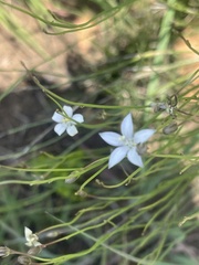 Wahlenbergia virgata