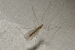 Trichocera annulata