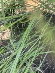 Wahlenbergia virgata