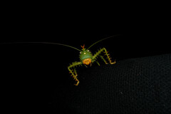 Panacanthus cuspidatus