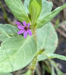 Cuphea carthagenensis