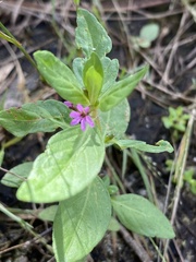 Cuphea carthagenensis