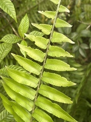 Nephrolepis biserrata