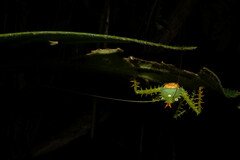 Panacanthus cuspidatus